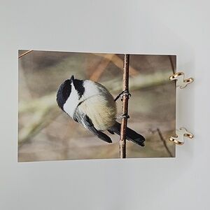 4x6 Chickadee‎ Bird Oil Painting Print